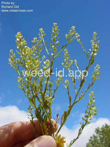 pepperweed, sand